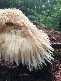 Hericium erinaceus image