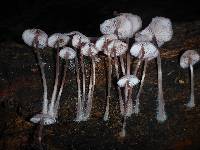 Mycena haematopus image