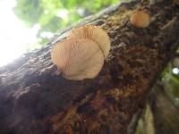 Crepidotus fuscovelutinus image