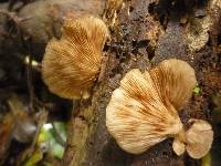Crepidotus fuscovelutinus image