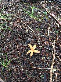 Chorioactis geaster image