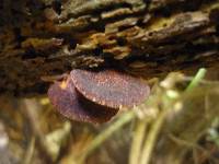 Crepidotus fuscovelutinus image