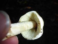 Inocybe sororia image