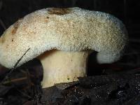 Paxillus involutus image