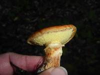 Suillus caerulescens image