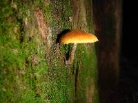 Galerina marginata image