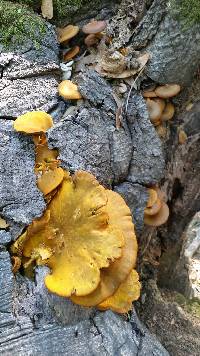 Omphalotus olivascens image