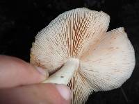 Pluteus cervinus image