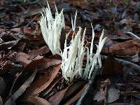 Clavaria fragilis image