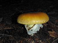 Amanita calyptroderma image