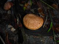 Suillus caerulescens image