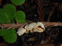 Hemimycena candida image