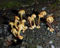 Xeromphalina campanella image