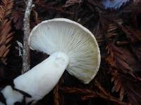 Leucopaxillus gentianeus image