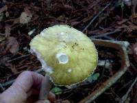 Amanita phalloides image