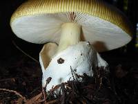 Amanita calyptroderma image