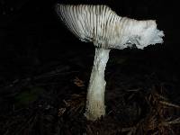 Amanita vaginata image