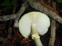 Amanita phalloides image