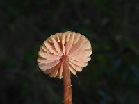 Marasmius plicatulus image