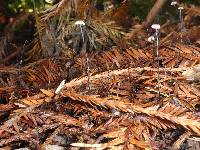 Gymnopus androsaceus image