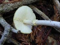 Amanita phalloides image