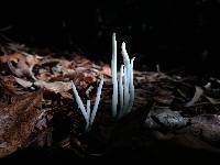 Clavaria fragilis image