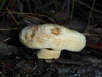 Paxillus involutus image