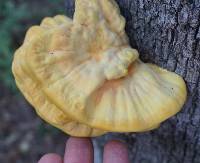 Laetiporus sulphureus image