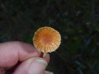 Marasmius plicatulus image