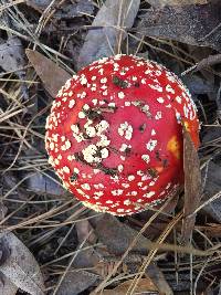 Amanita muscaria image