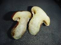 Suillus caerulescens image