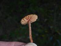 Marasmius plicatulus image