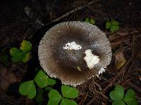 Amanita vaginata image