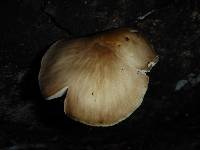 Pluteus cervinus image