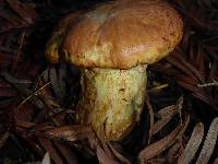 Suillus caerulescens image