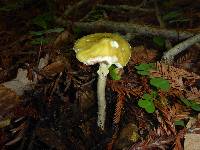 Amanita phalloides image