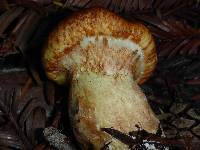 Suillus caerulescens image