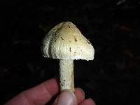 Inocybe sororia image