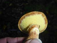 Suillus caerulescens image