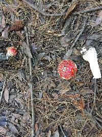Amanita muscaria image