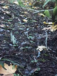 Clavaria fragilis image