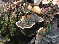 Trametes versicolor image