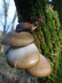 Pleurotus ostreatus image