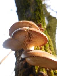 Pleurotus ostreatus image