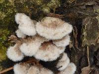 Schizophyllum commune image