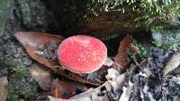 Boletus rubellus image