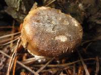 Russula amoenolens image