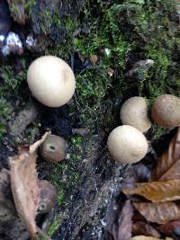 Lycoperdon pyriforme image