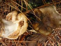 Russula amoenolens image