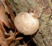 Lycoperdon pyriforme image